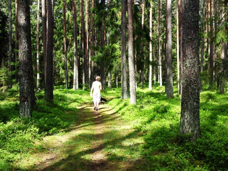 Ferienhaus Sönnerhult in Hultsfred - Kalmar-14